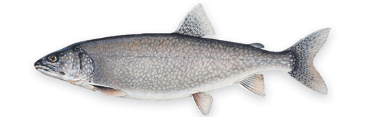 Catch Greater Lake Trout: Ice Fishing Ideas & Tips