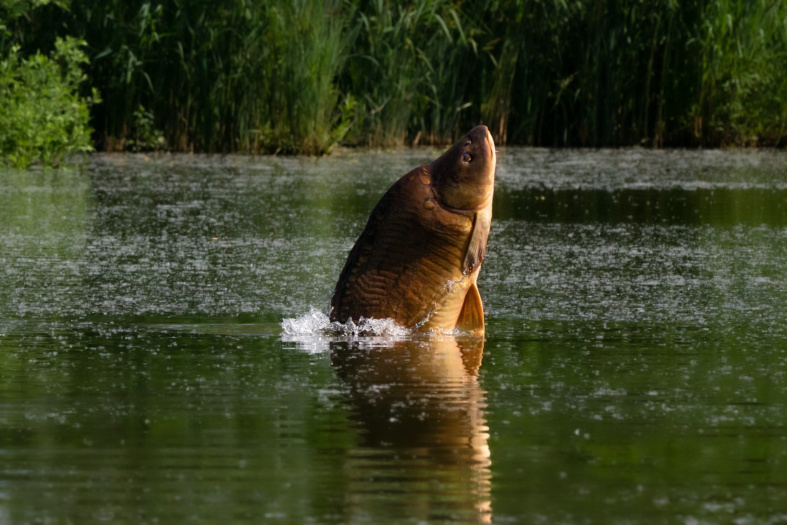 Monster Carp returns to ITV4 with bumper rankings