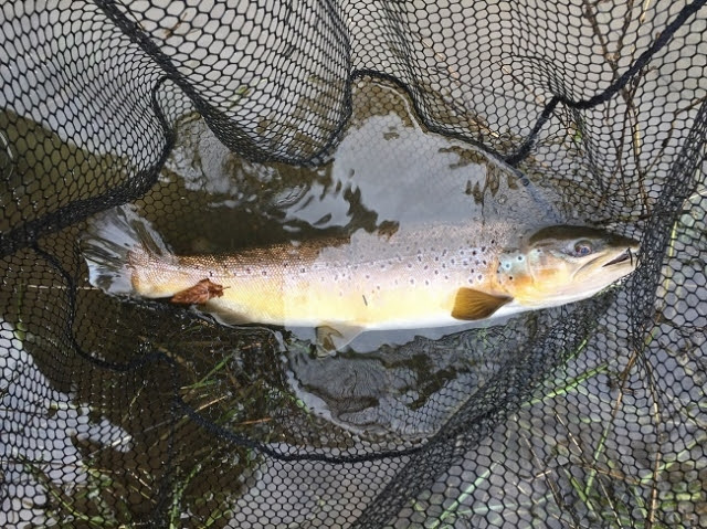 River Mole Polluters Not Off The Hook But